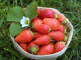 barquette-fraise