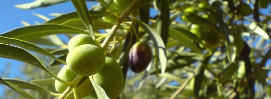 bandeau-olive