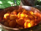 abricot-plat-cuivre