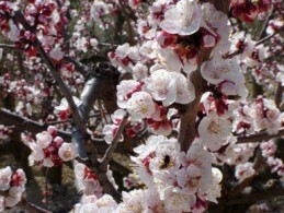 abricotier-fleurs
