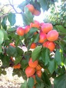 abricots-fruits-oranges