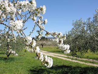 La Cerise des Monts de Venasque