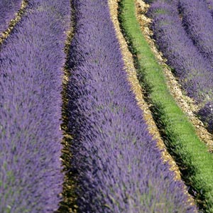 Jardin des traditions  Essence pour parfumer les savons à lessive