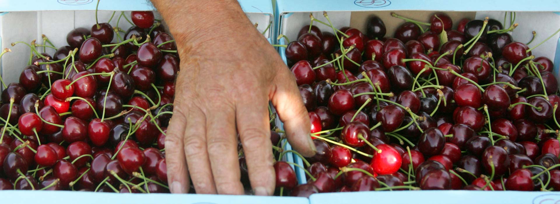 Quelle est la saison de la cerise ?