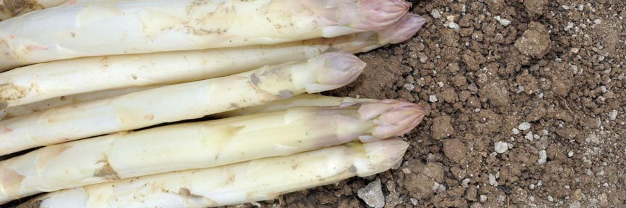 asperges-blanches2