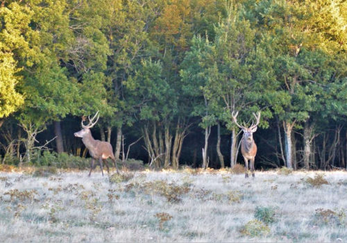 09-21 brâme du cerf 09-21 brâme du cerf