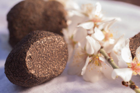 10-04-Monieux Les lavandes Luberon, Ménerbes, Maison des vins et de la truffe. Truffes brossées. La mélanosporum se reconnait à son veinage serré et à sa couleur d'un brun profond.