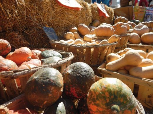 Courges et potirons - Montbrun Courges et potirons - Montbrun
