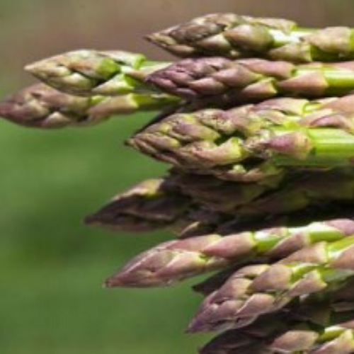 Asperge