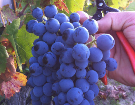 Sept-27-Villes-Auzon - Fête raisin Sept-27-Villes-Auzon - Fête raisin